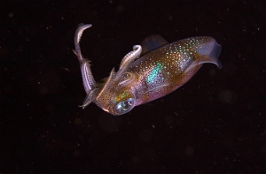Raja Ampat 2019 - DSC07392_rc - Bigfin reef squid - Calmar des recifs - Sepioteuthis lessoniana